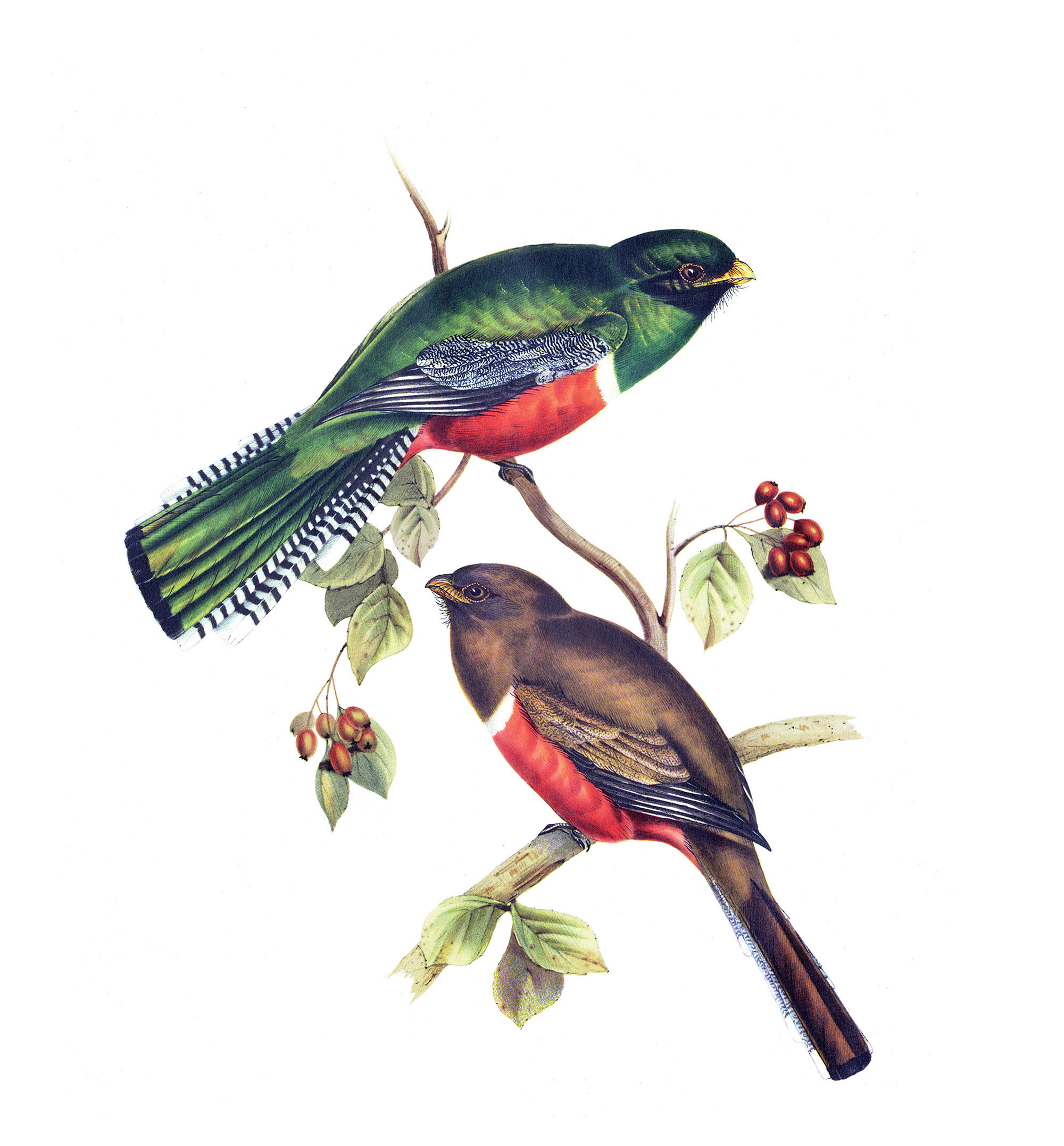 l'oiseau de papa